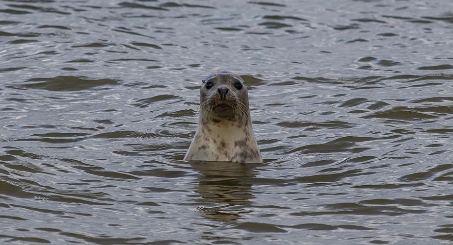 Boottocht Bar Harbor zeehondjes Boottocht Bar Harbor zeehondjes